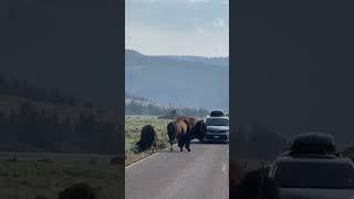 Back In That Window Son Approaching Bison Makes Man Slide Back Into Car  #wildlife