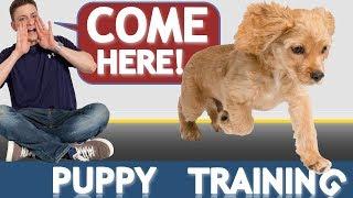 How to Train your Puppy to Come When Called NOW AND FOREVER