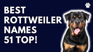 Rottweiler Dog Names 51 BEST & CUTE & TOP Ideas  Names