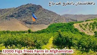 The Biggest Figs Farm in Afghanistan 2024  12000 Trees planted  دافغانستان مشهوره میوه  Vlog