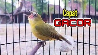 Terapi Pleci Agar Cepat GACOR Rajin Ngalas