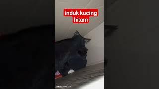 kucing blesteran kampung+anggora