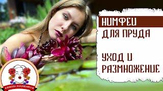 НИМФЕИ ДЛЯ ПРУДА.  УХОД И РАЗМНОЖЕНИЕ