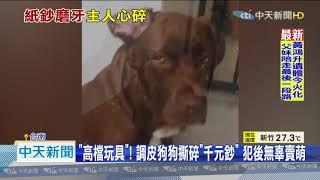 20200925中天新聞　哭了！30張千元鈔票被毛小孩撕碎　飼主含淚「拼圖」