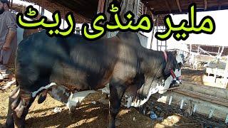 Malir Mandi Cattle Rates Update11-May-2024Cow Mandi Update ️