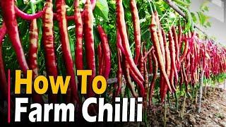 How to farm Chilli  Chilli Farming  Chilli Cultivation  Hot Pepper Farming