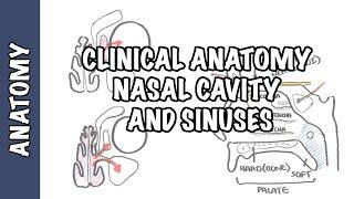 Clinical Anatomy  - Nasal Cavity and Sinuses