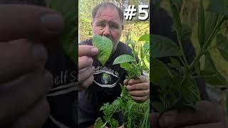 10 UNSTOPPABLE Edible Plants That Thrive in Harsh Conditions  Short Version