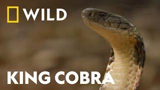 King Cobra vs King Cobra  Snake Bite  National Geographic WILD UK