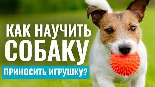 ИГРАЕМ с собакой БЕЗ СТРЕССА Как научить собаку приносить игрушку?