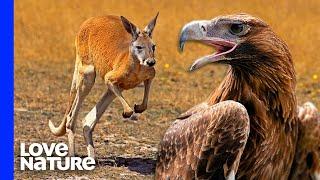 Australias Largest Eagle Attacks Kangaroo