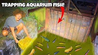 I Found RARE AQUARIUM FISH In DIY FISH TRAPS