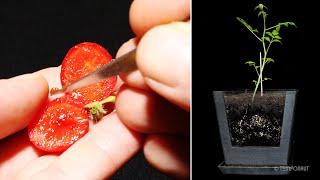 Tomato Growth Timelapse - Polygrain Hydrogel vs Soil