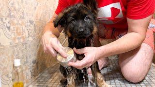 German Shepherd Puppys First Bath Cuteness Overload