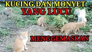 Kucing dan monyet yang lucu  monyet dan kucing yang lucu BIKIN GEMES @Pemburu_Monster87