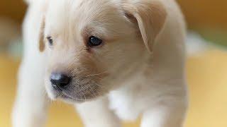 The Best Dogs of BBC Earth  Top 5  BBC Earth