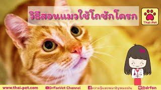 วิธีสอนแมวใช้โถชักโครก  DrFonVet Channel