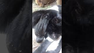 YouTube short video #animals #goat #funny #shortvideo #youtubeshorts #sheep