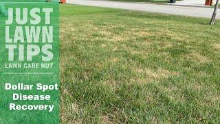 Dollar Spot Lawn Disease Before and After Treatment