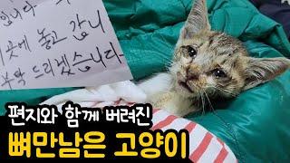 비오는 날 버려진 고양이 feat.낡은 이동가방