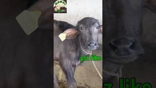 Dairy farm in buffalo babys  డైరీ ఫామ్ లో గేదెల పిల్లల పెంచితే నే లాభాలు