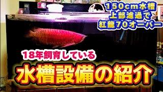 【アロワナ】18年飼育している水槽設備紹介　150cm水槽でも紅龍70オーバー