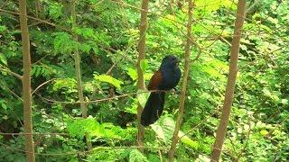 The Red-Eyed Greater Coucals Eerie Call  Pattaya Thailand