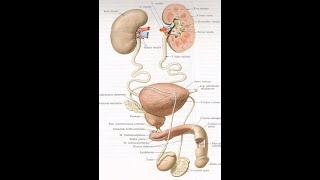 Urinary system