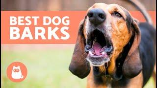BEST Videos of DOGS BARKING REALLY LOUD  Very Funny Dog Barking Comp