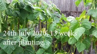 Growing Runner Beans Update 1 - First Harvest