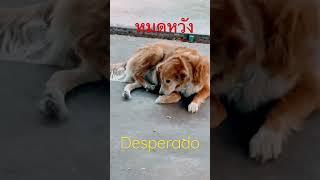 Anyone Don’t Disturb Desperado On Street Cute Dog ใครก็ตามอย่ารบกวน หมดหวังบนถนน สุนัขน่ารัก