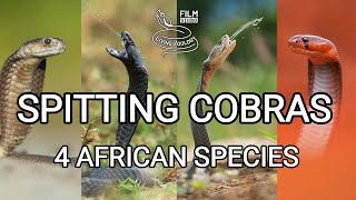 Deadly venomous spitting cobras best wild snake action Red Mozambique Black-necked Ashes