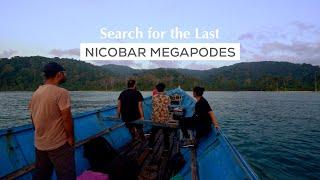 In Search of the Last Nicobar Megapodes