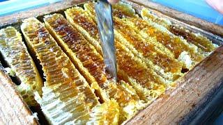 Cutting the honeycomb to extract honey. Apis cerana japonica