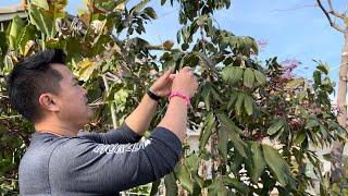 Spring Sun & Wind Protection for Tropical Fruit Trees