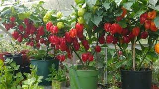 how we can grow a scotch bornat chili plant to take a big harvest soon.නයි මිරිස් වගාව හරියටම.