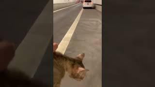 Person Rescues Cat Lying Balled Up by the Road ️