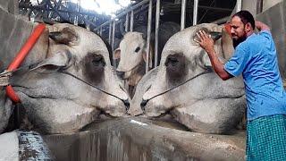 Biggest bull in Bangladesh 2021  Sadeeq Agro Cattle Farm 2021  Highest cow in Bangladesh 2021