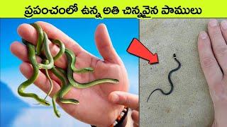 Top 10 Smallest Snakes in the World  small snakes  facts in telugu  telugu facts  virinchi facts