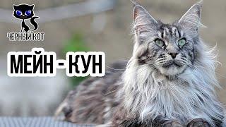   Мейн-кун плюсы и минусы породы. Стоит ли заводить эту кошку?