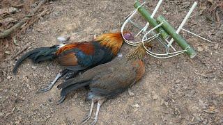 Creative Amazing Wild Chicken Trap by Using Bamboo in the Forest to Catch Wild Chicken for Food