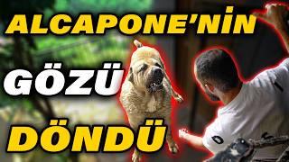 ALCAPONE VE BARONLA ZORLU MÜCADELE Alcapone Haruna Saldırdı