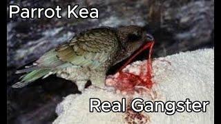 Real Gangster Parrot Kea #animals