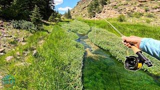 This Tiny Spring Creek Was LOADED with Trout Fly fishing