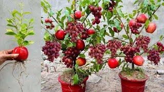 Unique skill Apples with grapes fruits growing fast eggs and aloe vera how to grow apple trees