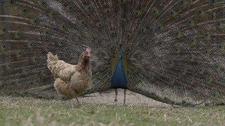 Watch Male Peacock Desperately Try Everything To Impress Chicken