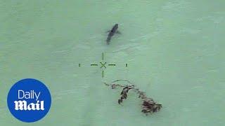 Paddle-boarders surrounded by great white sharks - Daily Mail