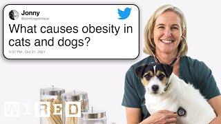Veterinarian Answers Pet Questions From Twitter  Tech Support  WIRED