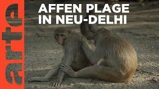 Indien Die Affen erobern Neu-Delhi  ARTE Reportage