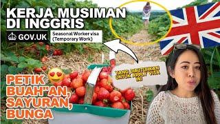 KERJA MUSIMAN DI UK 2024   SEASONAL WORKER VISA  #noeamelya